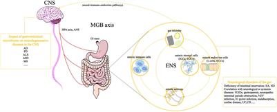 Enteric Nervous System: The Bridge Between the Gut Microbiota and Neurological Disorders